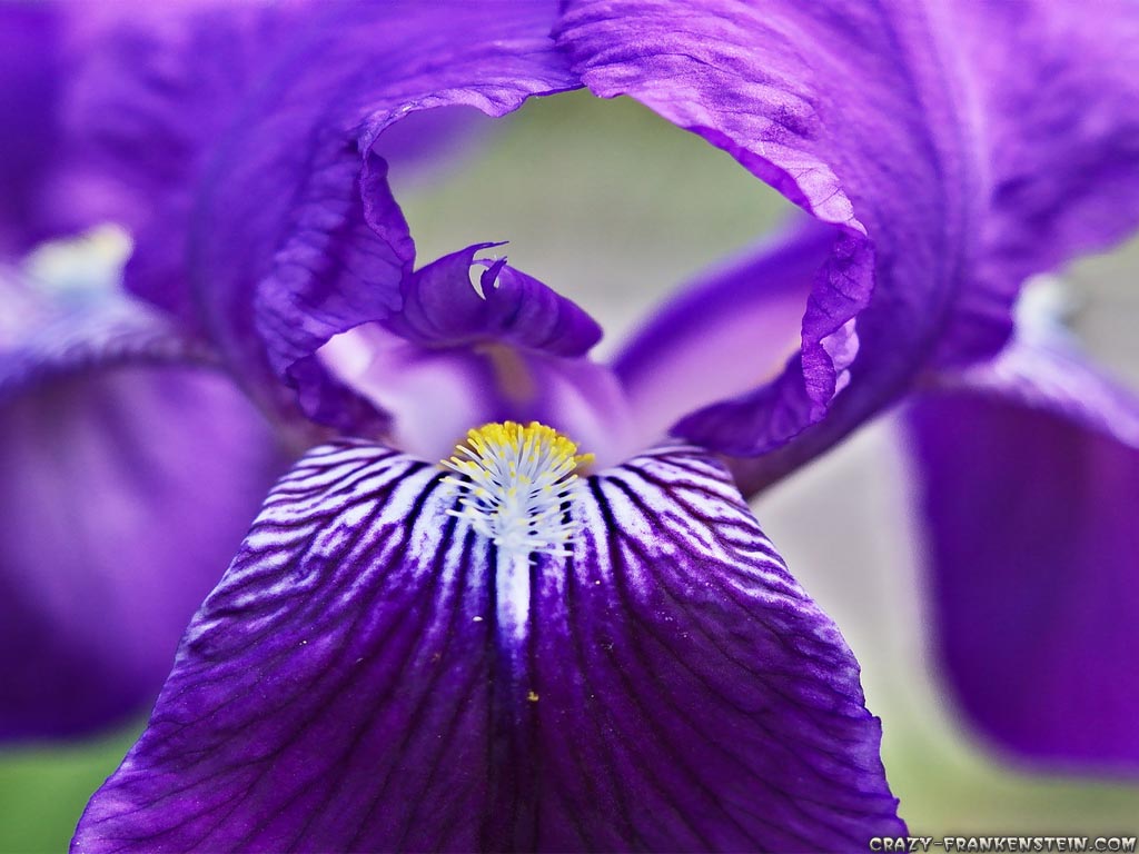 big-purple-iris-flowers-wallpapers-1024x768